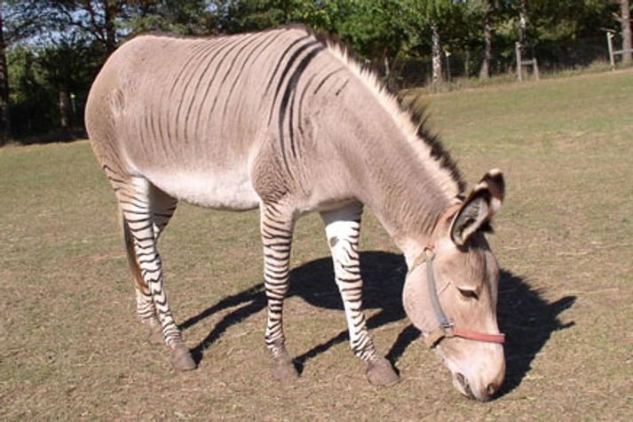 HMG-zonkey