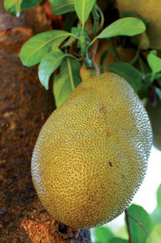 Jackfruit-mian