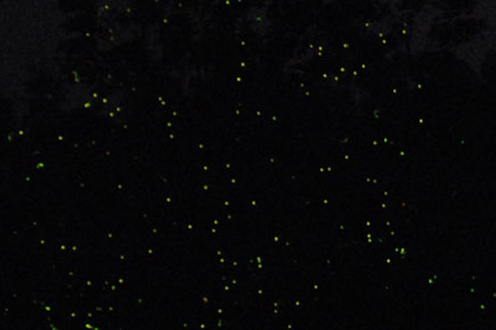 fireflies1