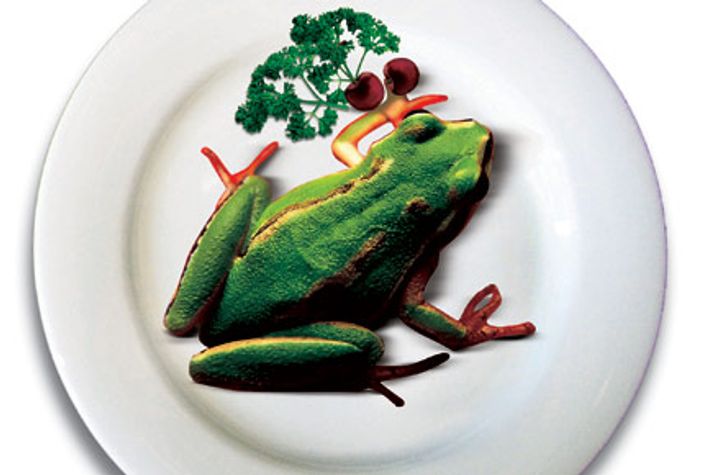 frogfood1