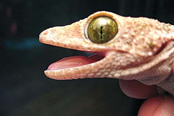 gecko