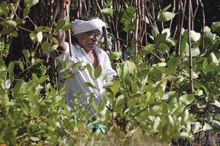 real-india-mangrove