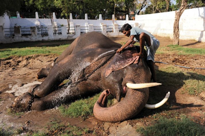 real-india-tusker