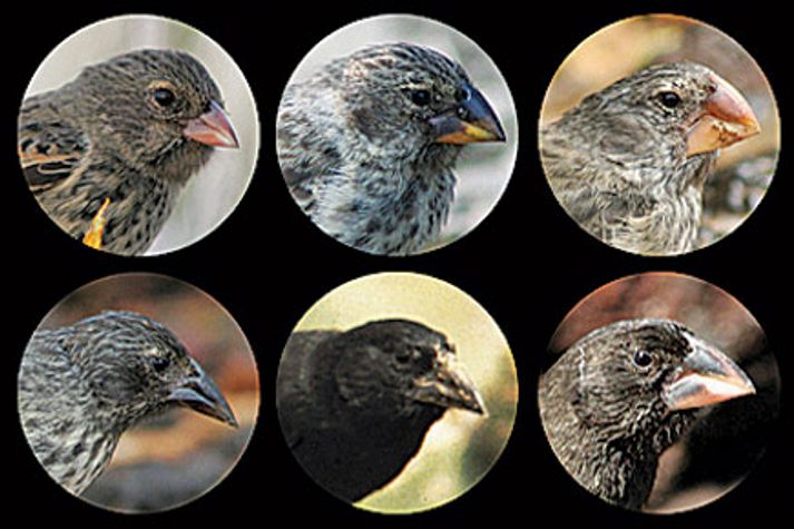 science-darwin's-finches-recropped