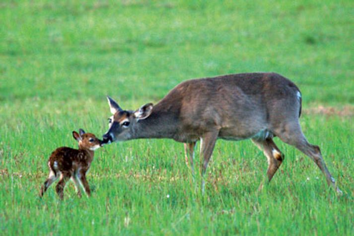 science-deer