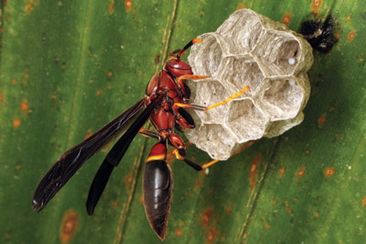 science-wasps