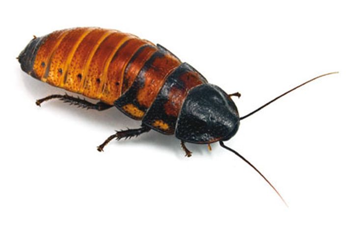 sw-cockroach