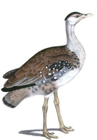 sw-egret