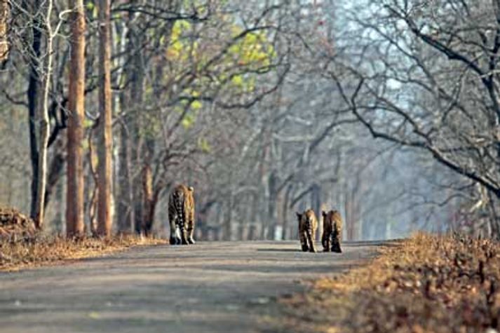 tiger-tadoba