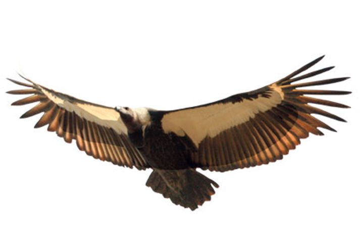 vulture1