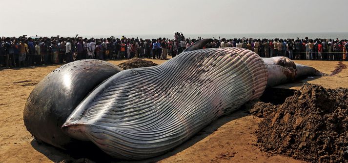 The carcass of a 40-foot whale at Juhu Beach in Mumbai (Photo: DANISH SIDDIQUI/REUTERS)