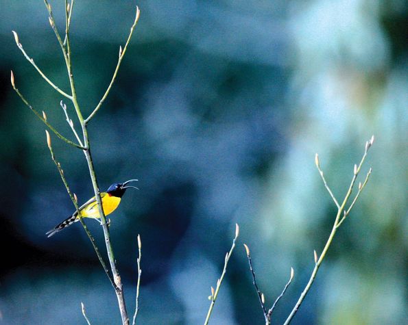 Revelation Diptychin full throated glee, Mayodia, Arunachal Pradesh (Photo: VIVEK MENON)