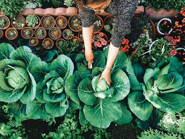 NATURE AND NURTURE: A vegetable garden (Photo: GETTY IMAGES)