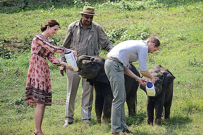 MILK OF ROYAL KINDNESS: Kate and William feed elephant calves at the Kaziranga rescue centre as the columnist looks on