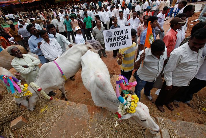 The Cows Come Home