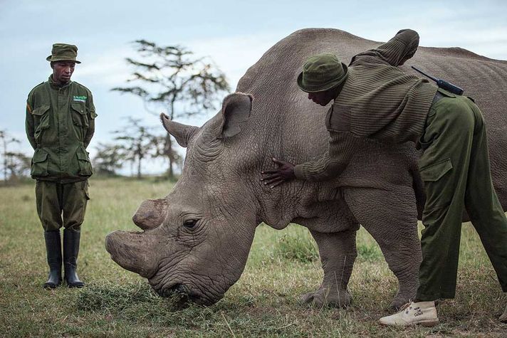 Sudan with his caretakers at the Ol Pejeta