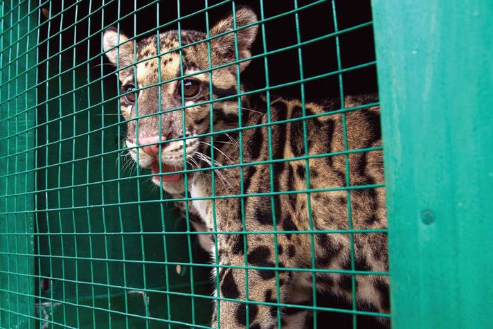 A clouded leopard in captivity 