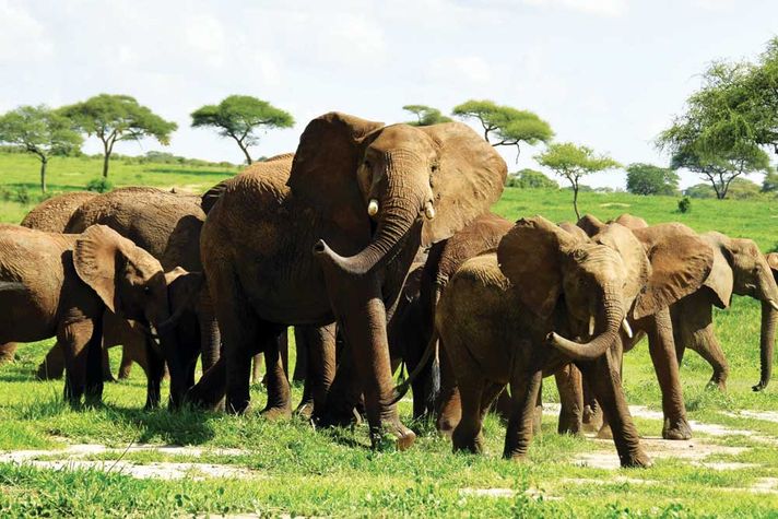 Loxodonta Africana: A clan on the move