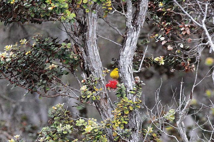 The Amakihi feeds on the scarlet blooms of the Ohea with a bill suited to drink nectar