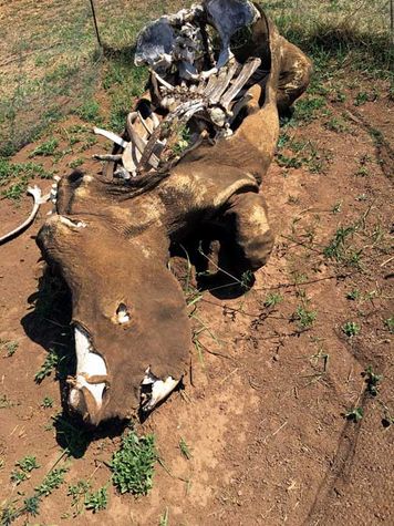 A poached rhino carcass at Askari Game Lodge in South Africa