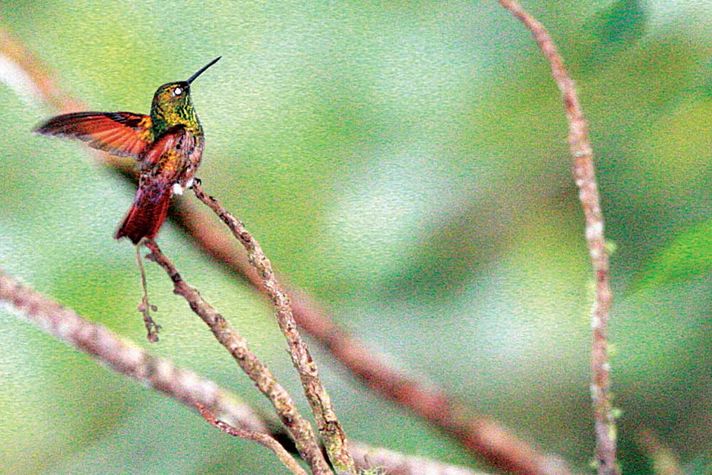 The Berryline is a beautiful green jewel with rufous red wings and tail