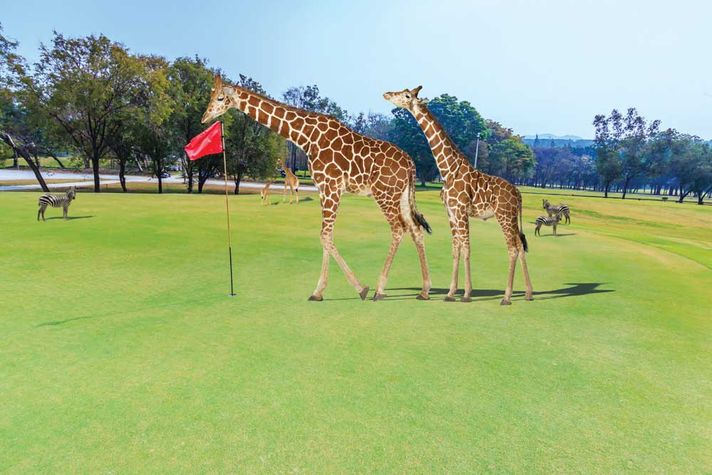 Kenya: The Golf Safari