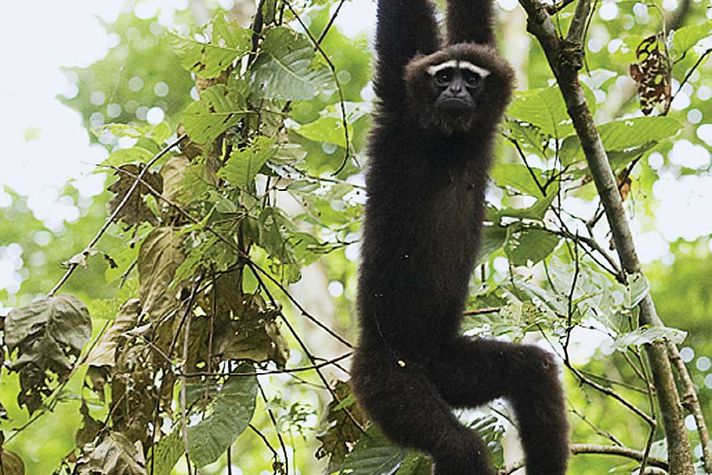 A young male hoolock gibbon swings through the trees at Berjan Wildlife Sanctuary