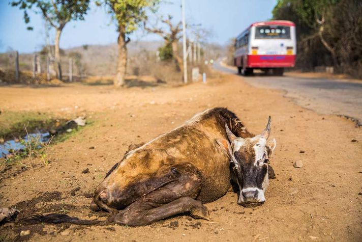 The road to Mangala village, Karnataka