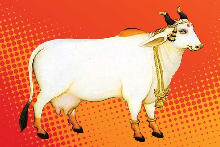 Hindus and Sacred Cows