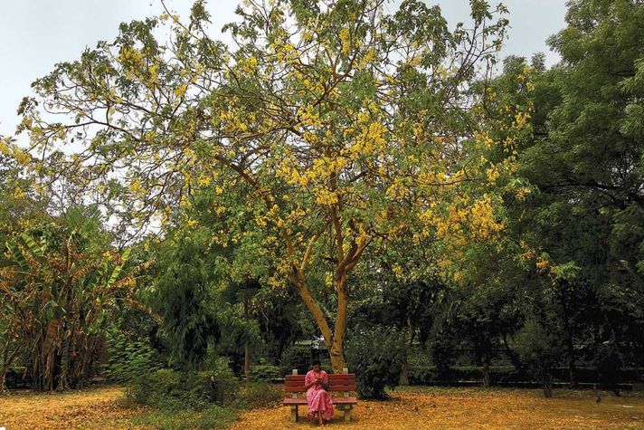 Amaltas: Goldern Shower