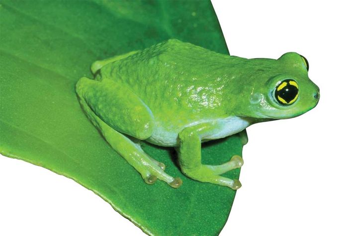 RAORCHESTES CHALAZODES: Also known as the  Bubble Nest Frog, it was  presumed to be extinct,  until rediscovered in 2010