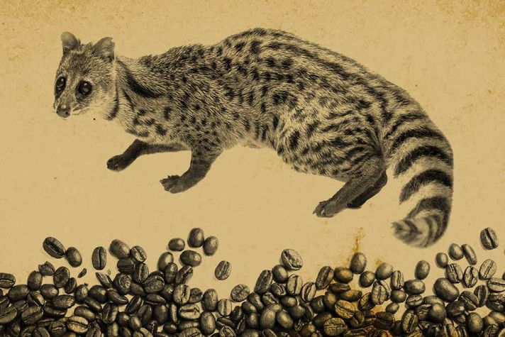 Cat Poop Coffee Debuts in India