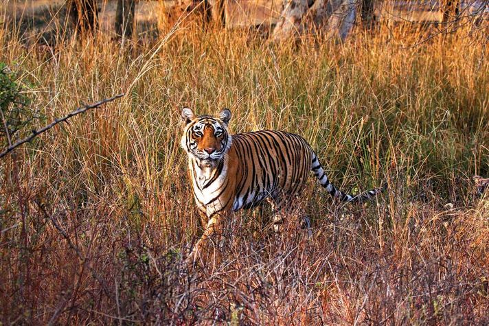 At Ranthambhore National Park