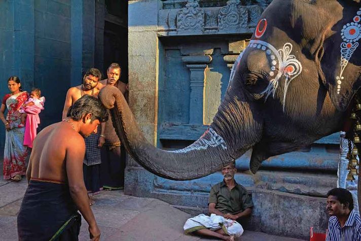 Being blessed at a temple in Kanchipuram, Tamil Nadu