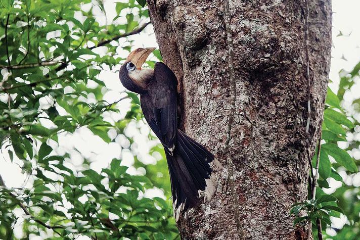 An Austen’s Brown Hornbill in Khao Yai National Park, Thailand