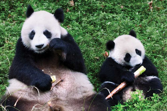 Giant Pandas at Dujiangyan Conservation and Research Centre in Chengdu, China