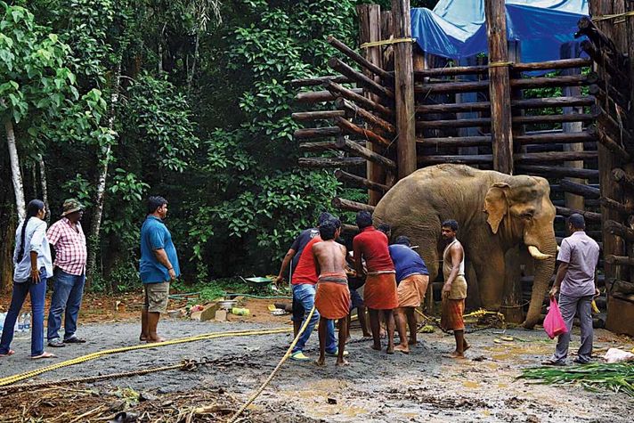 Peelandi, the tusker that has been renamed Chandrasekharan