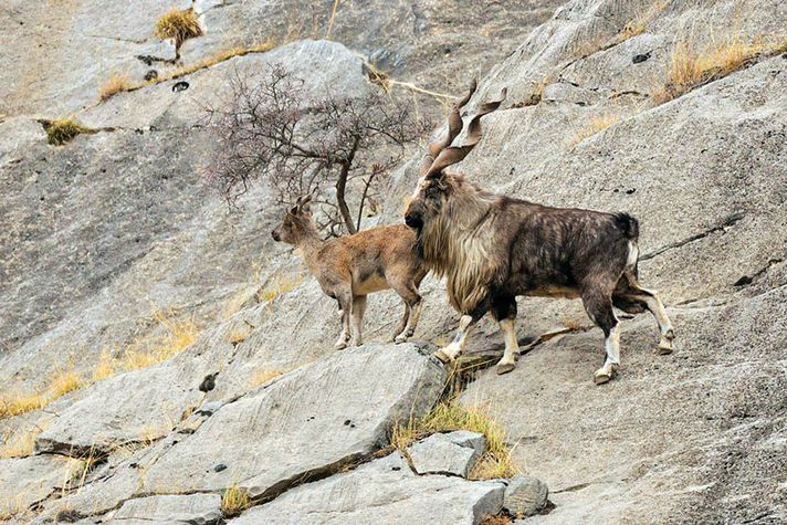 The markhor makes its presence felt in the high reaches of the LoC