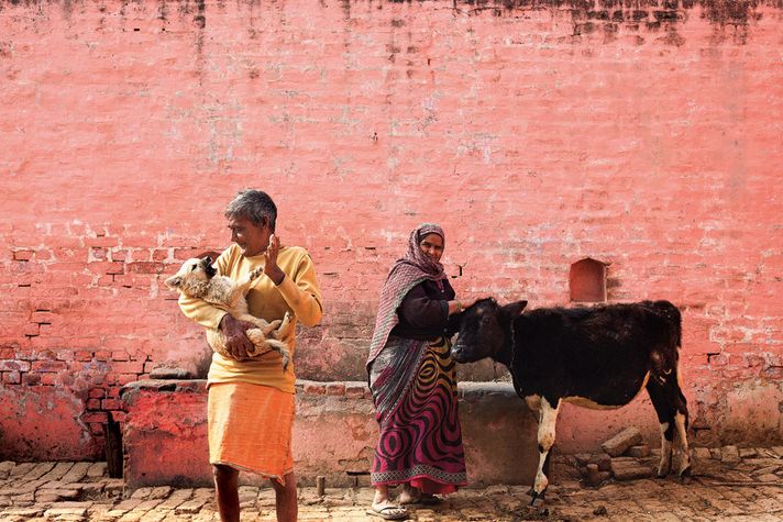 Shanti Swarup Sharma, 65, farm labourer earning Rs 250-300 per dat, has three teenaged sons who had to drop out of school and join him in the fields because he could not afford to educate them any further