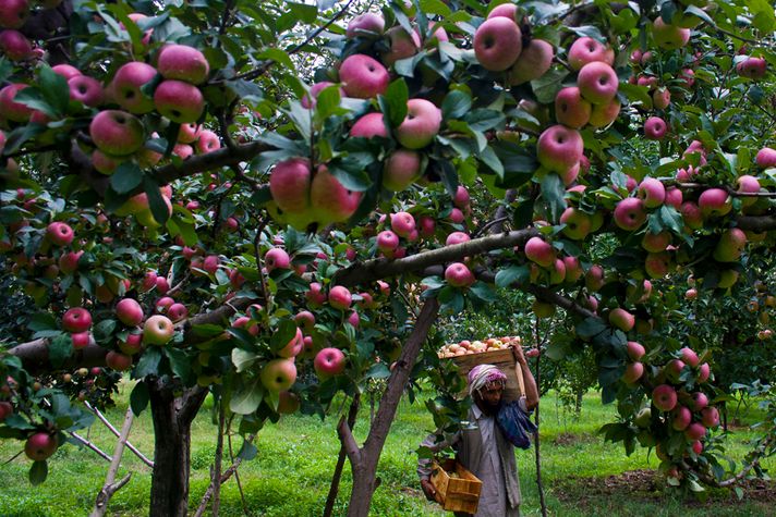 ‘Govt to Purchase $800 Million Worth of Kashmiri Apples’