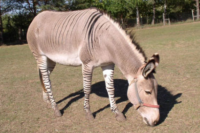 HMG-zonkey