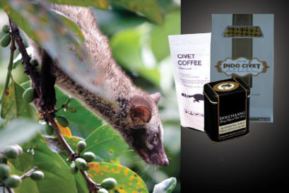 civet-coffee