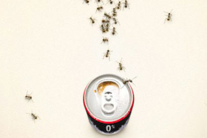 cola-ants