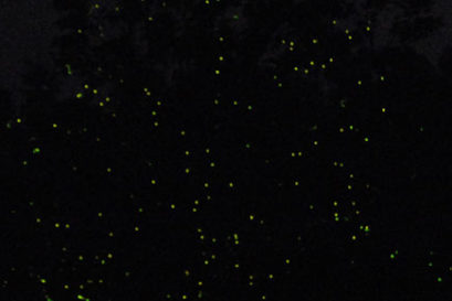 fireflies1