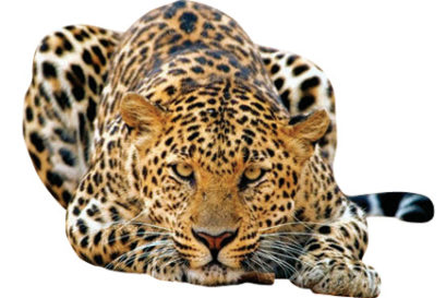 leopard