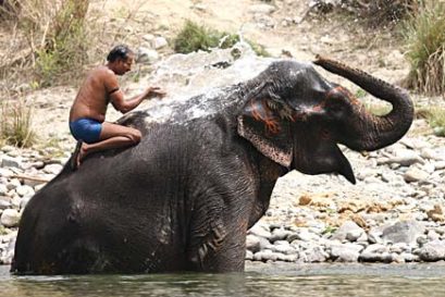 mahout1