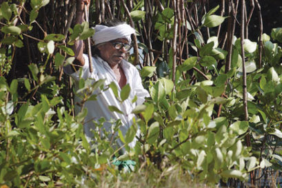 real-india-mangrove