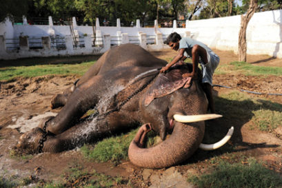 real-india-tusker