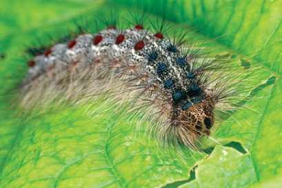 science-caterpilar