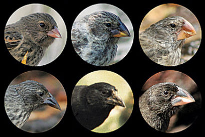 science-darwin's-finches-recropped